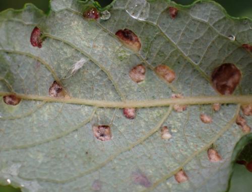 Réf. 297 634 : Aculus tetanothrix